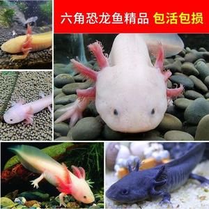 養(yǎng)一條龍魚需要考慮是否需要打氧的問題，龍魚需要打氧的問題：養(yǎng)一條龍魚是否需要打氧 龍魚百科 第2張