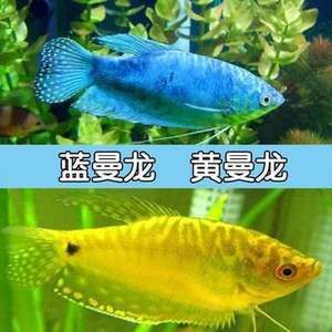 養(yǎng)一條龍魚需要考慮是否需要打氧的問題，龍魚需要打氧的問題：養(yǎng)一條龍魚是否需要打氧 龍魚百科 第3張