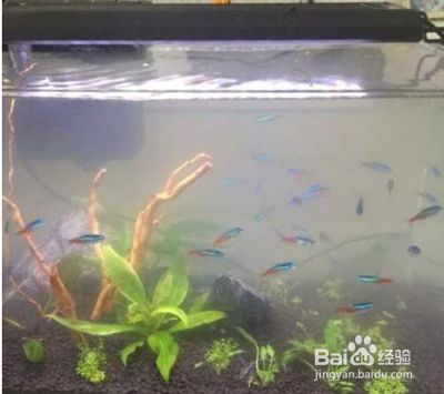 魚缸水質(zhì)管理技術(shù)解析：養(yǎng)魚新手入門指南 魚缸百科 第2張