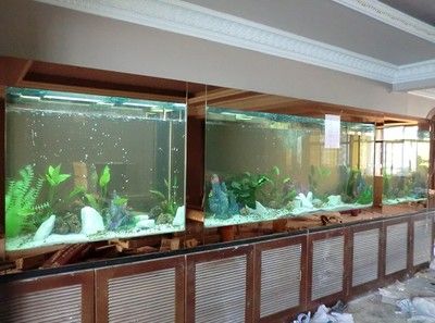 龍魚世家水族館提供專業(yè)魚缸定制服務(wù)：珠海龍魚世家水族館 龍魚百科 第3張