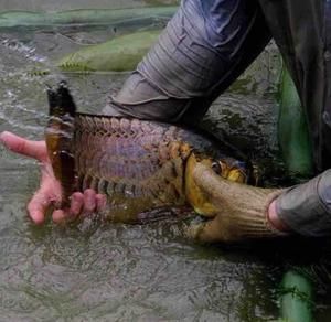 中國最大龍魚養(yǎng)殖場排名榜(十大頂級龍魚排名：“中國最大龍魚養(yǎng)殖場排名榜”十大頂級龍魚排名