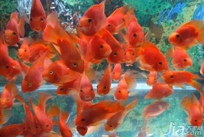 紅鸚鵡魚老是趴在魚缸底下是怎么回事？：紅鸚鵡魚老是趴在魚缸底下可能是多種原因造成的