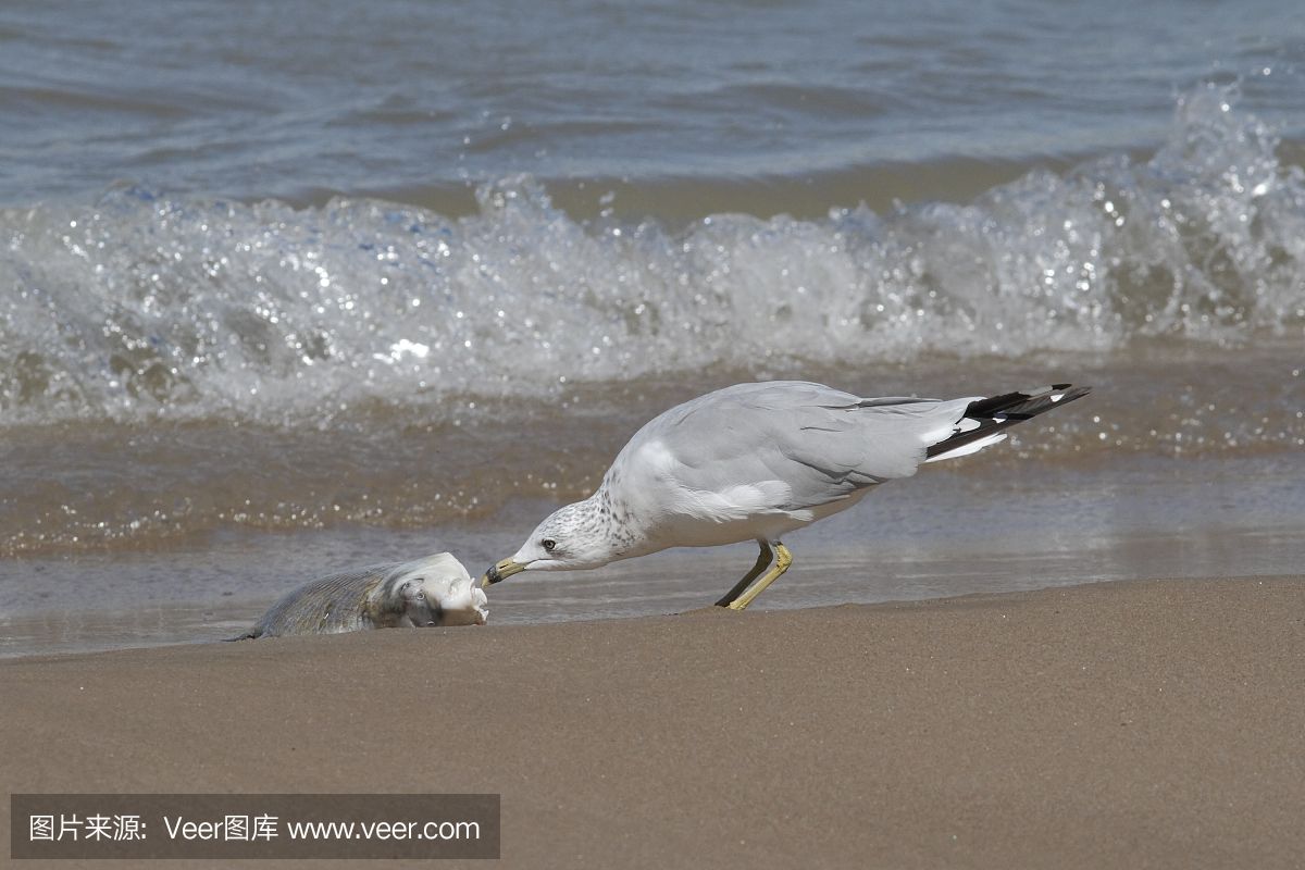 魚缸沙子的正確處理方法：淡水魚缸與海水魚缸的區(qū)別 魚缸百科 第4張