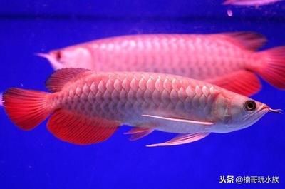 最貴的龍魚多少錢一條：中國最貴紅龍魚7000萬 龍魚百科 第3張