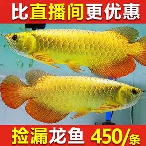 紅龍觀賞魚多少錢一條：最便宜的紅龍魚苗價(jià)格是多少