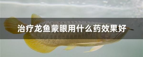 預(yù)防龍魚掉眼的措施：如何防止龍魚掉眼