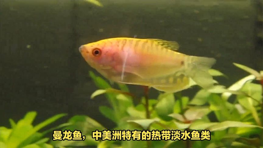 養(yǎng)龍魚(yú)怎么搭配魚(yú)類(lèi)好