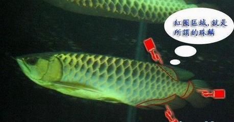 如何區(qū)分金龍魚的品質快速區(qū)分金龍魚的品質和品質：如何判斷金龍魚的品質 龍魚百科 第3張