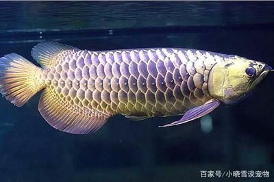 如何區(qū)分金龍魚的品質快速區(qū)分金龍魚的品質和品質：如何判斷金龍魚的品質 龍魚百科 第2張