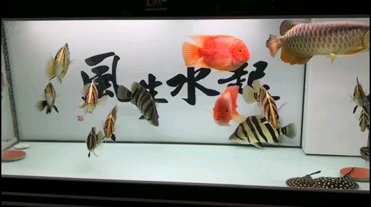 趙國公子鵬：魚大了密度更大，徘徊：密度大否,如魚得水g評論：多大缸,贏在江湖評論：大了就擠了 觀賞魚論壇