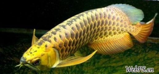 金龍魚(yú)怎么分辨好壞：如何辨別金龍魚(yú)的好壞