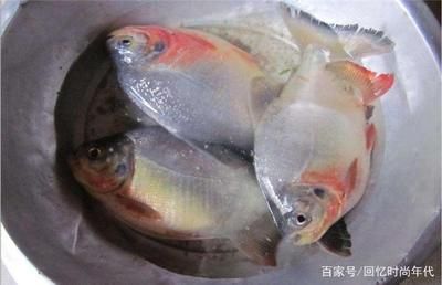 紅鯧魚在魚缸中養(yǎng)殖有幾個(gè)優(yōu)勢(shì)，觀賞魚的選擇指南：紅鯧魚可以養(yǎng)在魚缸中嗎 魚缸百科 第1張