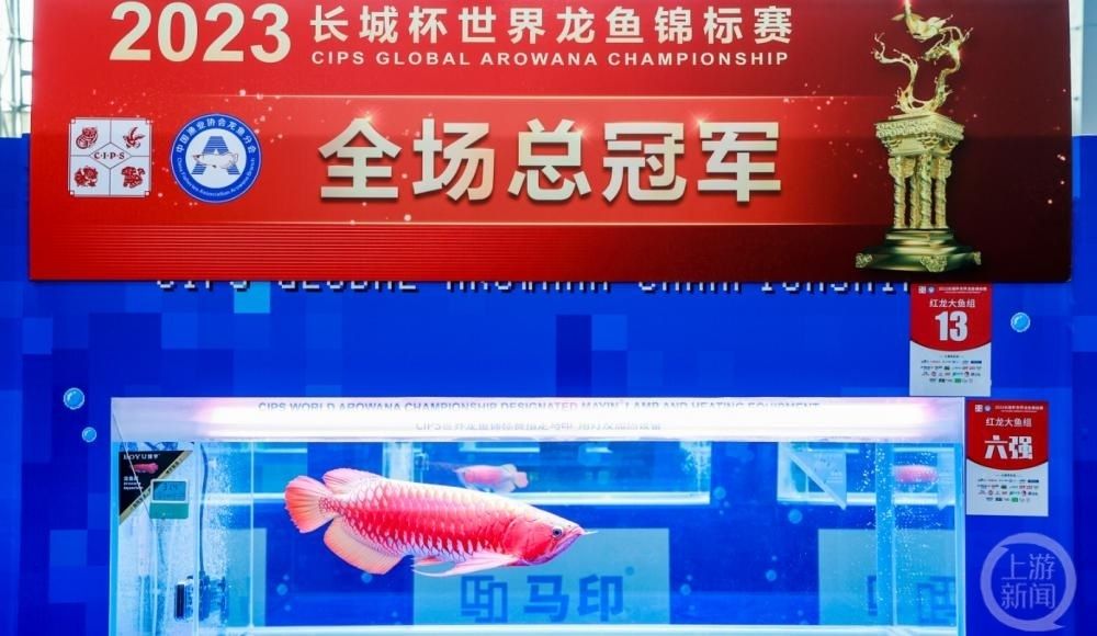 驚到了！一條龍魚能抵一套房:成交價(jià)高達(dá)108萬：一條龍魚能抵一套房:成交價(jià)高達(dá)108萬 龍魚百科 第3張