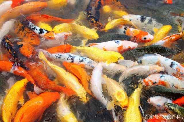 紅龍魚苗的挑選圖解(紅龍魚苗怎么挑選：如何挑選紅龍魚苗 龍魚百科 第2張