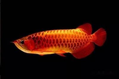 紅龍魚苗的挑選圖解(紅龍魚苗怎么挑選：如何挑選紅龍魚苗 龍魚百科 第3張