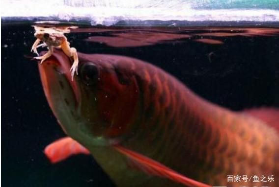 野生龍魚捕食繁殖的瞬間，你見過嗎？：野生龍魚捕食的瞬間展現(xiàn)了它們在自然環(huán)境中捕食的瞬間