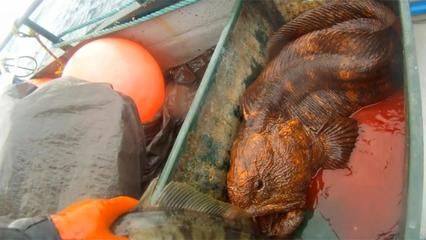 釣魚玩法技巧教如何釣金龍魚(北冥仙境：捉龍魚玩法技巧教如何釣金龍魚(北冥仙境如何釣金龍魚 龍魚百科 第3張