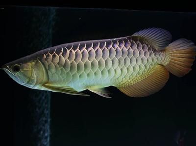 紅龍魚(yú)價(jià)格多少錢一條：最便宜的紅龍魚(yú)價(jià)格大約在50元左右一條 龍魚(yú)百科 第3張