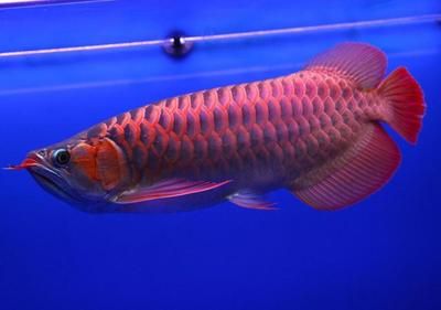 紅龍魚(yú)價(jià)格多少錢一條：最便宜的紅龍魚(yú)價(jià)格大約在50元左右一條 龍魚(yú)百科 第1張