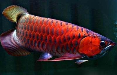 極品紅龍魚長什么樣：最好的紅龍魚應(yīng)具備以下特點 龍魚百科 第2張