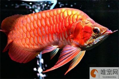 養(yǎng)一條龍魚(yú)配多少條配？：一條龍魚(yú)應(yīng)該配幾條魚(yú) 龍魚(yú)百科 第1張