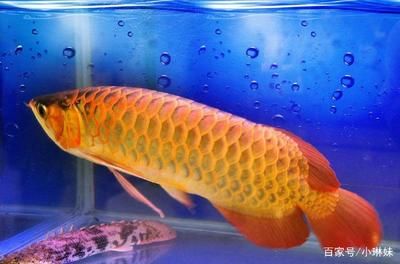 金龍魚是什么魚？多少錢一條？：金龍魚是什么魚