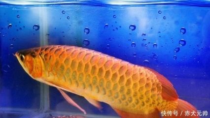 金龍魚是什么魚？多少錢一條？：金龍魚是什么魚