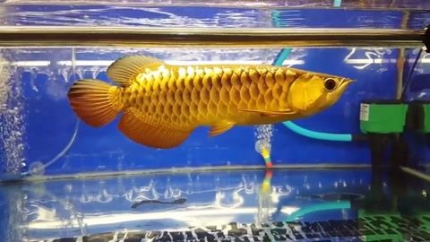 金龍魚是什么魚？多少錢一條？：金龍魚是什么魚