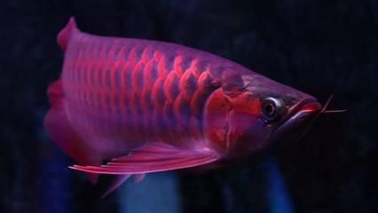 野生龍魚(yú)的天敵是什么龍魚(yú)的天敵是什么龍的天敵是什么：關(guān)于野生龍魚(yú)的天敵問(wèn)題 龍魚(yú)百科 第1張