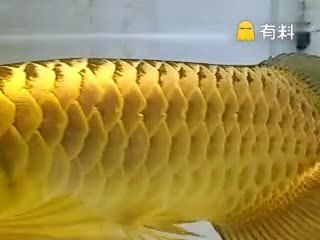 一桶金龍魚油重量是多少？：一桶金龍魚油的重量取決于油的類型和容量和容量的影響 龍魚百科 第3張