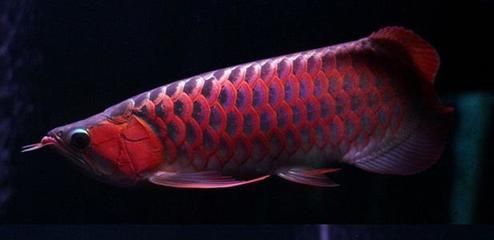 紅龍魚能長多大：一年齡的紅龍魚可以長到30-40厘米左右