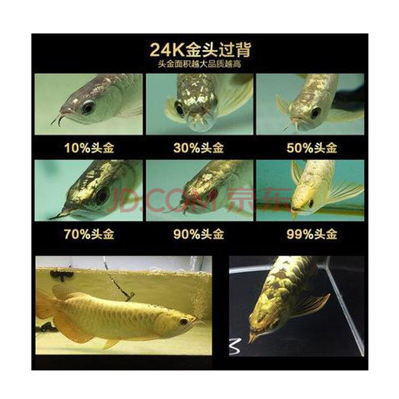 挑選金龍魚魚苗需要考慮多個(gè)方面的因素以下是一些基于搜索結(jié)果的建議：如何挑選金龍魚魚苗 龍魚百科 第1張