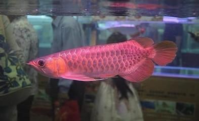 龍魚(yú)最貴的品種有哪些？：紅龍魚(yú)是龍魚(yú)中最名貴的品種之一