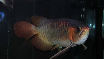 龍魚(yú)最貴的品種有哪些？：紅龍魚(yú)是龍魚(yú)中最名貴的品種之一