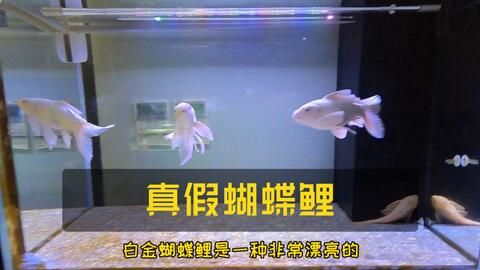 觀賞魚養(yǎng)護指南：蝴蝶鯉養(yǎng)護指南 魚缸百科 第3張