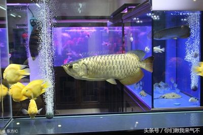 金龍魚在魚缸中最大能長多大？：金龍魚在魚缸中最大能長多大壽命金龍魚能長多大 龍魚百科 第3張