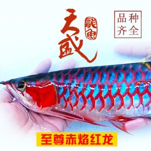 新手如何選擇龍魚幼苗：360doc個(gè)人圖書館[2019-09-06]06]06]06]3 龍魚百科 第3張