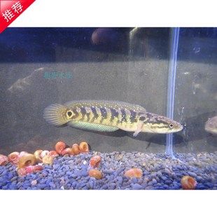 養(yǎng)龍魚的魚缸是否可以放火山石：養(yǎng)龍魚的魚缸可以放火山石嗎 龍魚百科 第3張