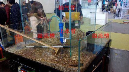 魚缸底濾制作全過程：底濾魚缸制作全過程 魚缸百科 第4張