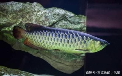 十大最漂亮的龍魚哪種龍魚最好看最好養(yǎng)的龍魚品種：十大最漂亮的龍魚品種→maigoo 龍魚百科 第1張