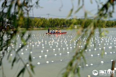 河蚌在魚缸中養(yǎng)河蚌需要注意以下幾點不同的方式：如何在魚缸中養(yǎng)殖河蚌