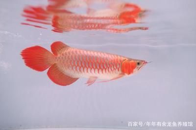 鑒別紅龍魚的基本要點：如何鑒別紅龍魚 龍魚百科 第3張