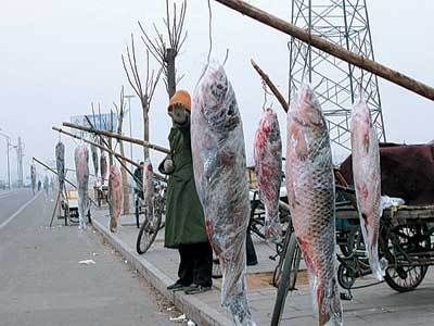 最貴的龍魚排名是怎樣的？：世界最貴的龍魚排名第一的是白龍魚,白龍魚排名第一 龍魚百科 第3張