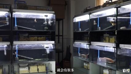 廣州龍魚批發(fā)市場在哪里：廣州市花地越和花鳥魚蟲市場批發(fā)市場在哪里