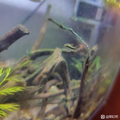 魚缸清潔的科學原理是維護水族箱生態(tài)至關重要的因素之一：魚缸清潔的基本原理 魚缸百科 第3張