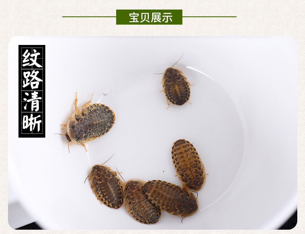 龍魚吃蟑螂好嗎龍魚吃蟑螂好嗎：龍魚吃蟑螂好嗎 龍魚百科 第1張