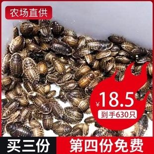 龍魚吃蟑螂好嗎龍魚吃蟑螂好嗎：龍魚吃蟑螂好嗎 龍魚百科 第3張