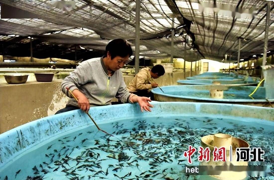 龍魚的飼養(yǎng)方法，想養(yǎng)好龍魚，這些你最好先知道：養(yǎng)殖龍魚需要滿足一系列的環(huán)境要求