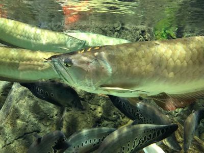 最大的龍魚(yú)館是哪里？：全球首個(gè)龍魚(yú)博物館,秒成百萬(wàn)魚(yú)友心中圣地 龍魚(yú)百科 第3張