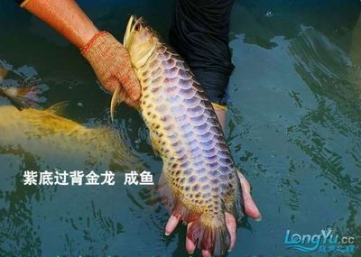 挑選金龍魚苗品種時(shí)需要了解金龍魚的基本特征：如何挑選金龍魚品種